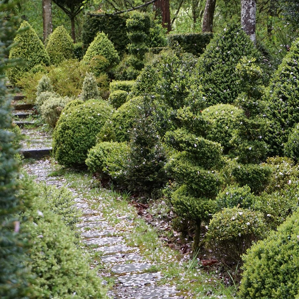 Boj enano - Buxus sempervirens Arborescent