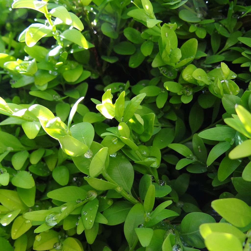 Boj enano - Buxus sempervirens Arborescent