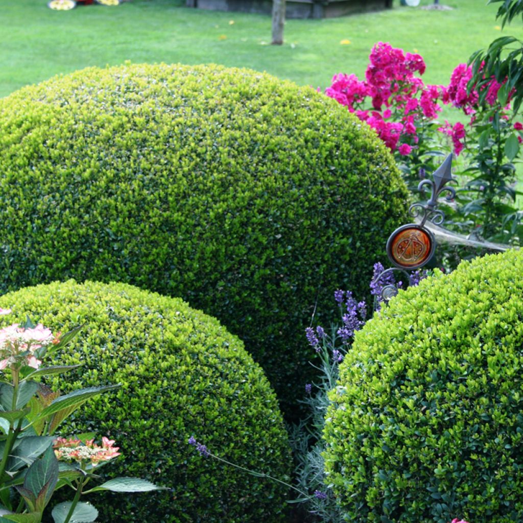 Boj enano - Buxus sempervirens Arborescent