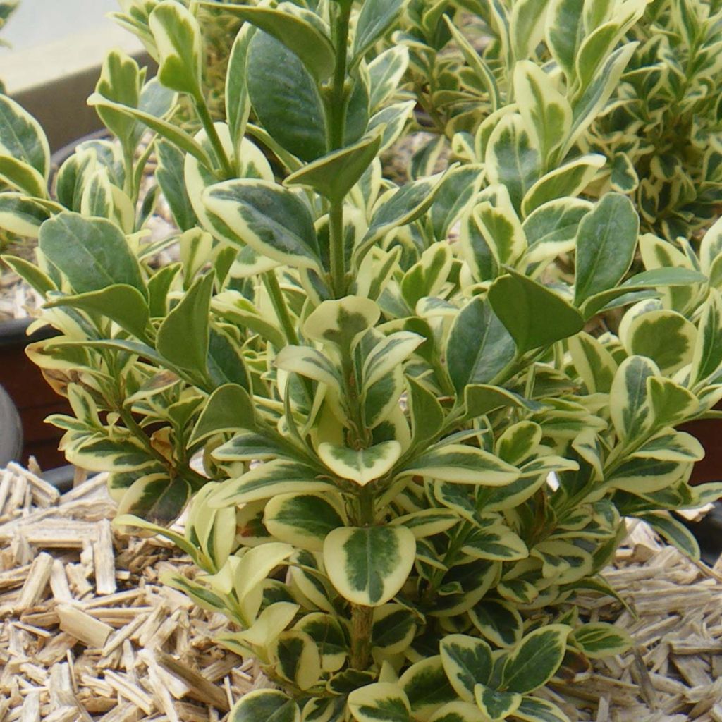 Boj enano - Buxus sempervirens Elegans