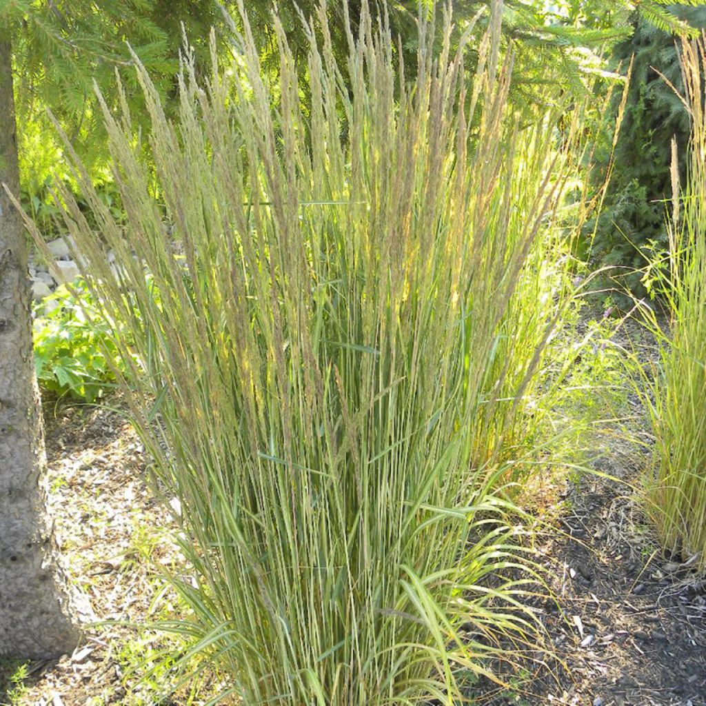 Calamagrostis acutiflora Eldorado