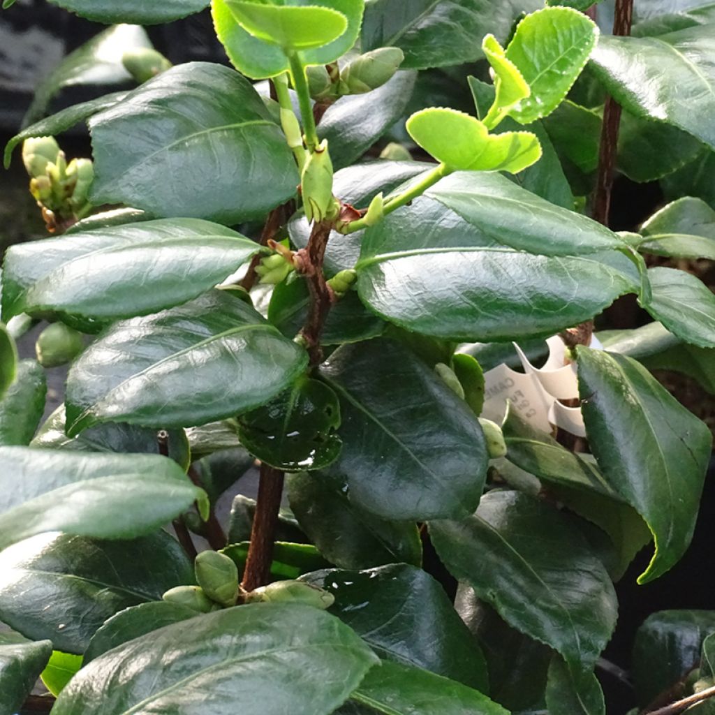 Camellia japonica de Higo Fuji