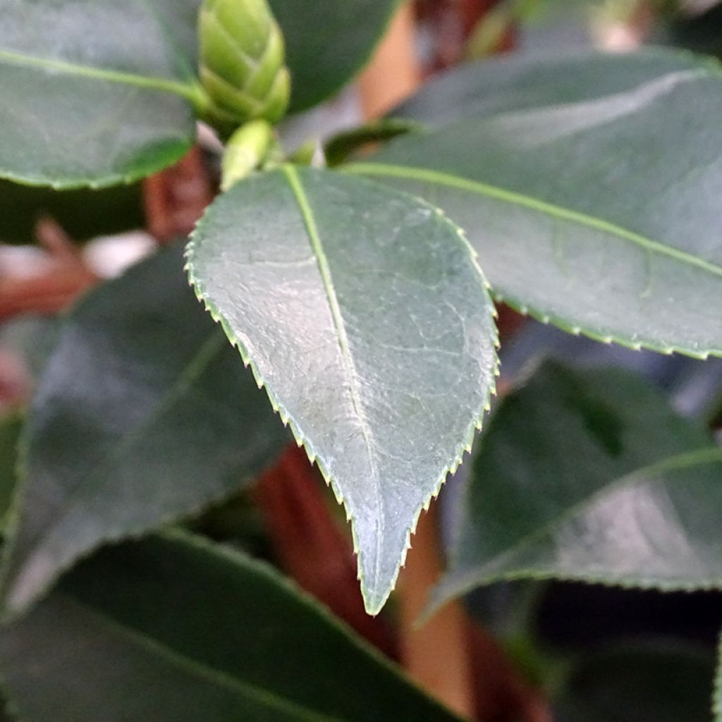 Camellia sasanqua Yume - Camelia de otoño