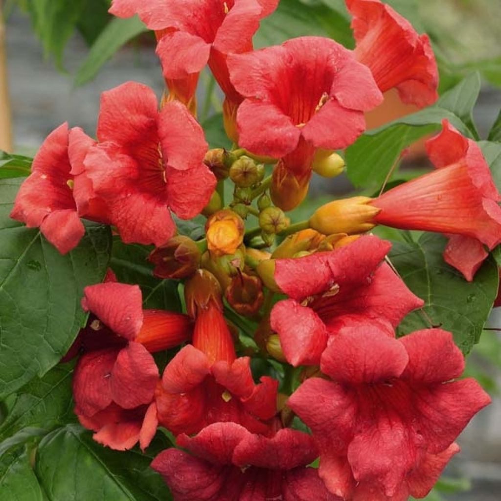 Bignone de Virginie Stromboli, Campsis radicans Stromboli