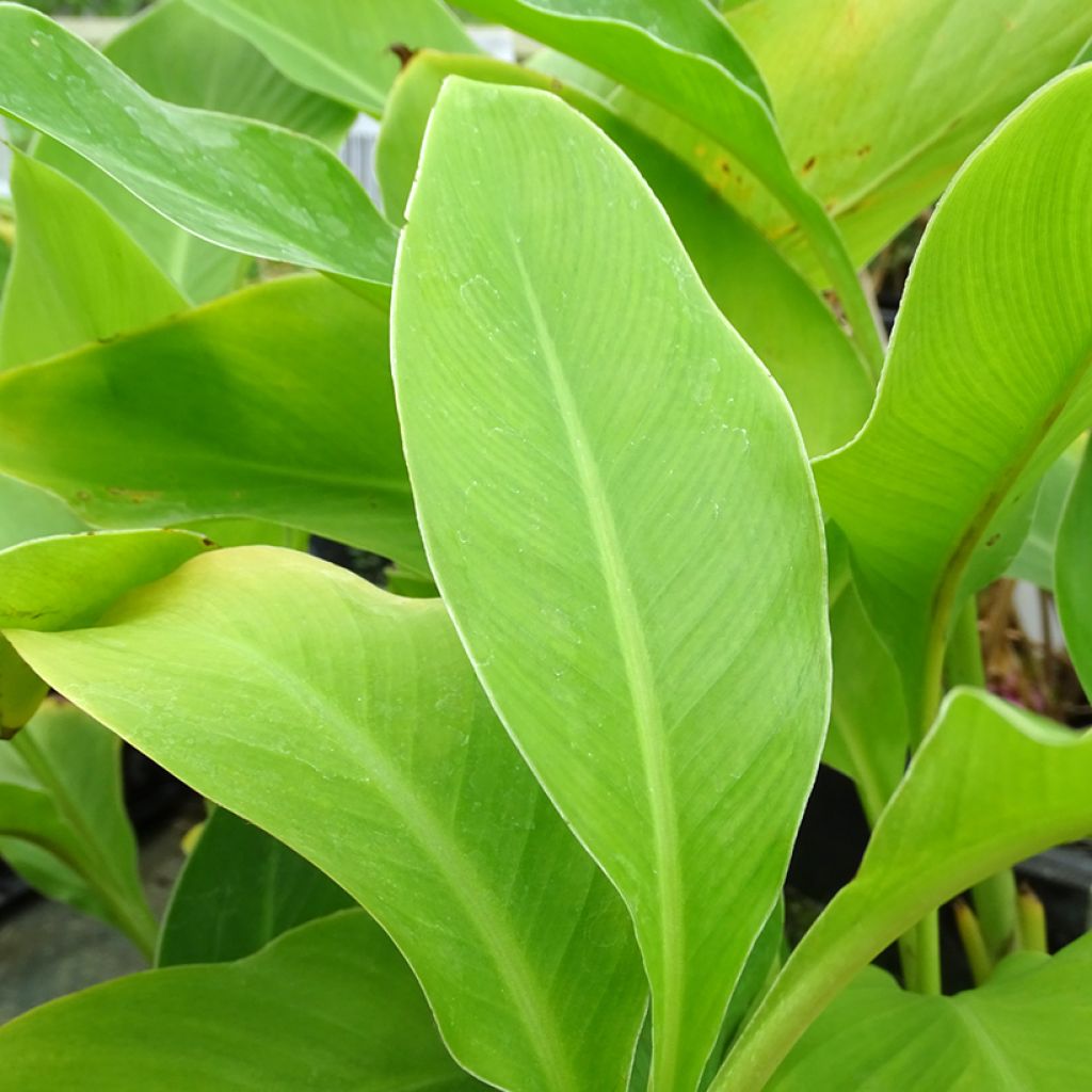 Canna edulis