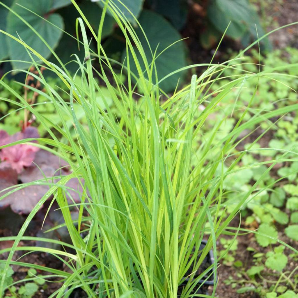 Carex acuta