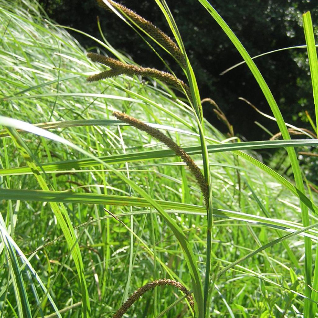 Carex acuta