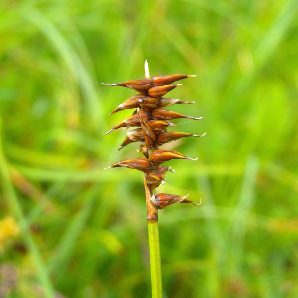 Carex davalliana