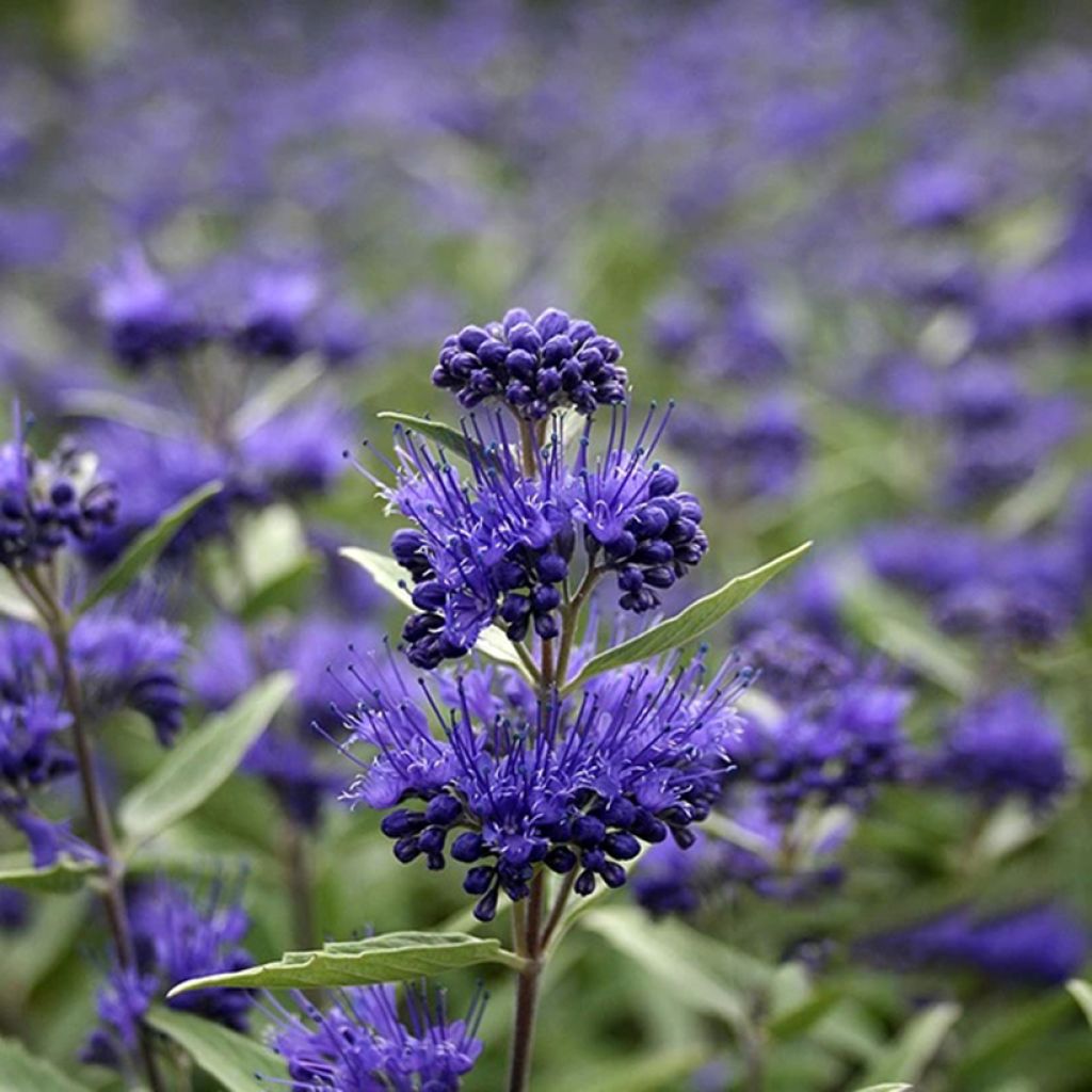 Caryopteris clandonensis Dark Knight