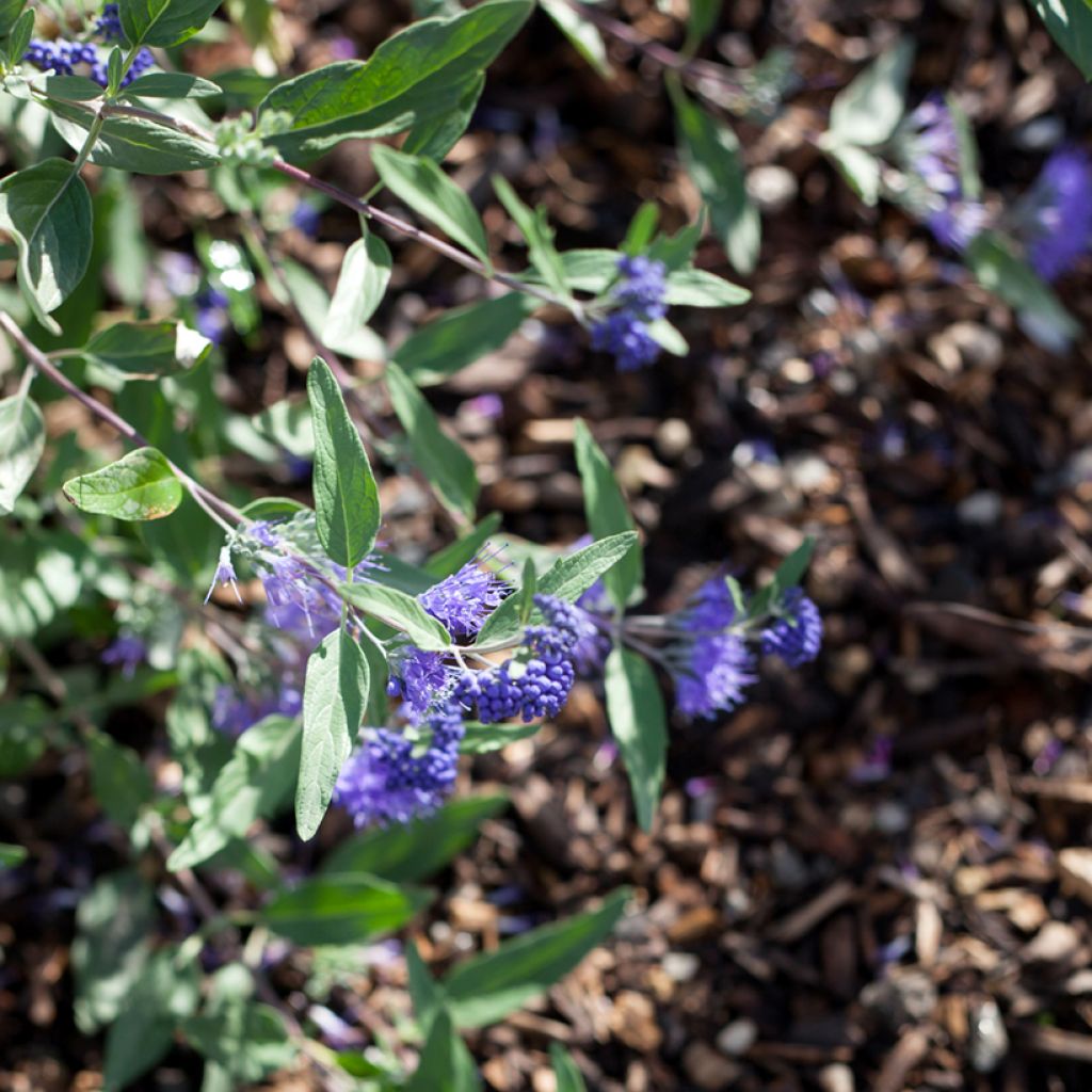 Caryopteris clandonensis Dark Knight