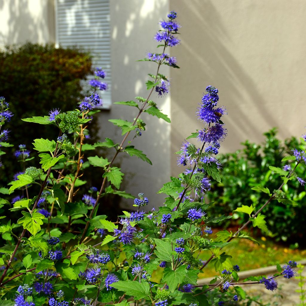 Caryopteris clandonensis Kew Blue