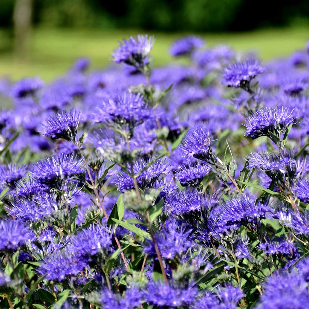 Caryopteris clandonensis Kew Blue