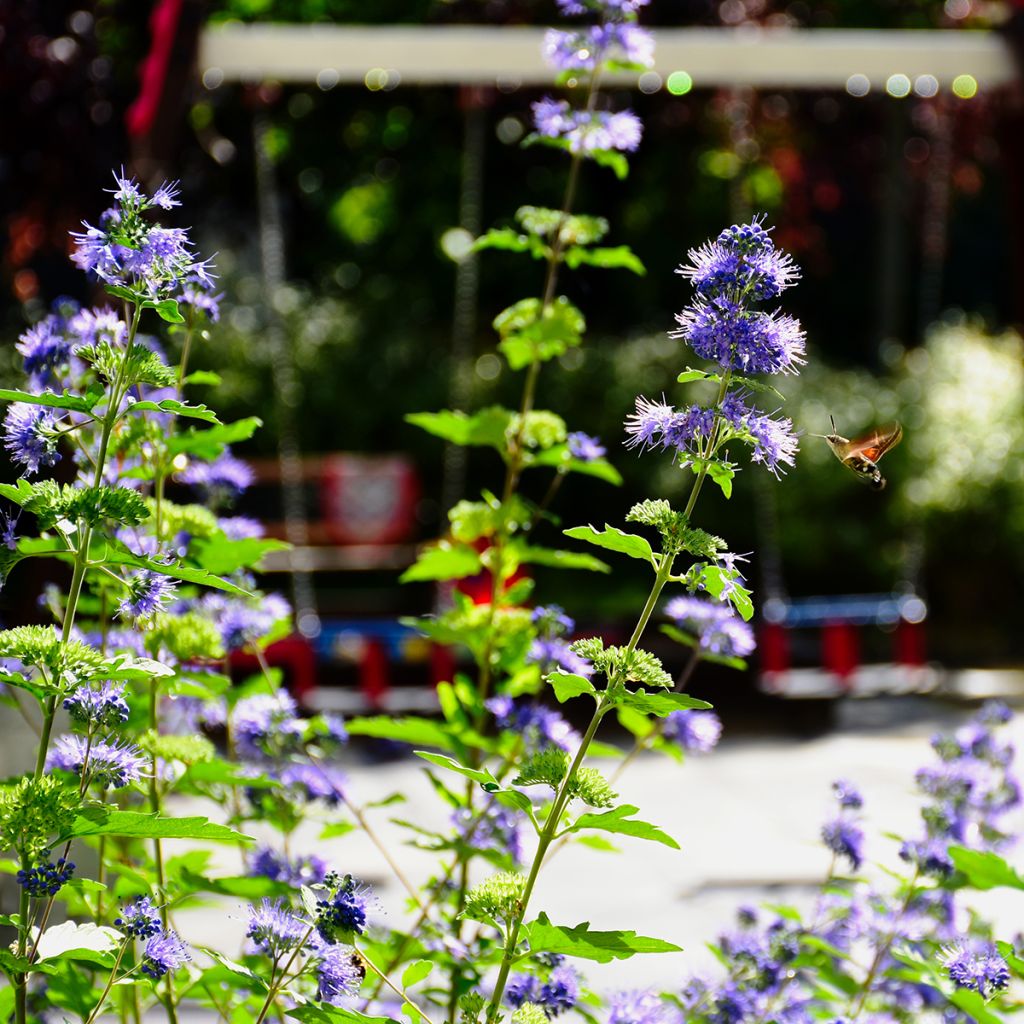 Caryopteris clandonensis Kew Blue