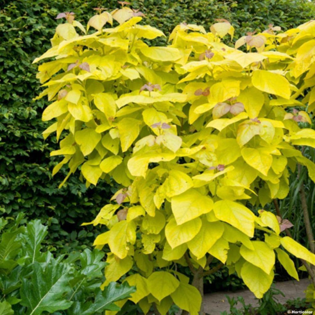 Catalpa bignonioides Aurea - Catalpa doré