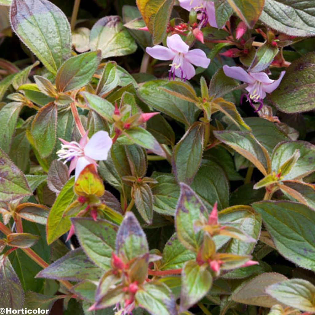 Centradenia inaequilateralis Cascade