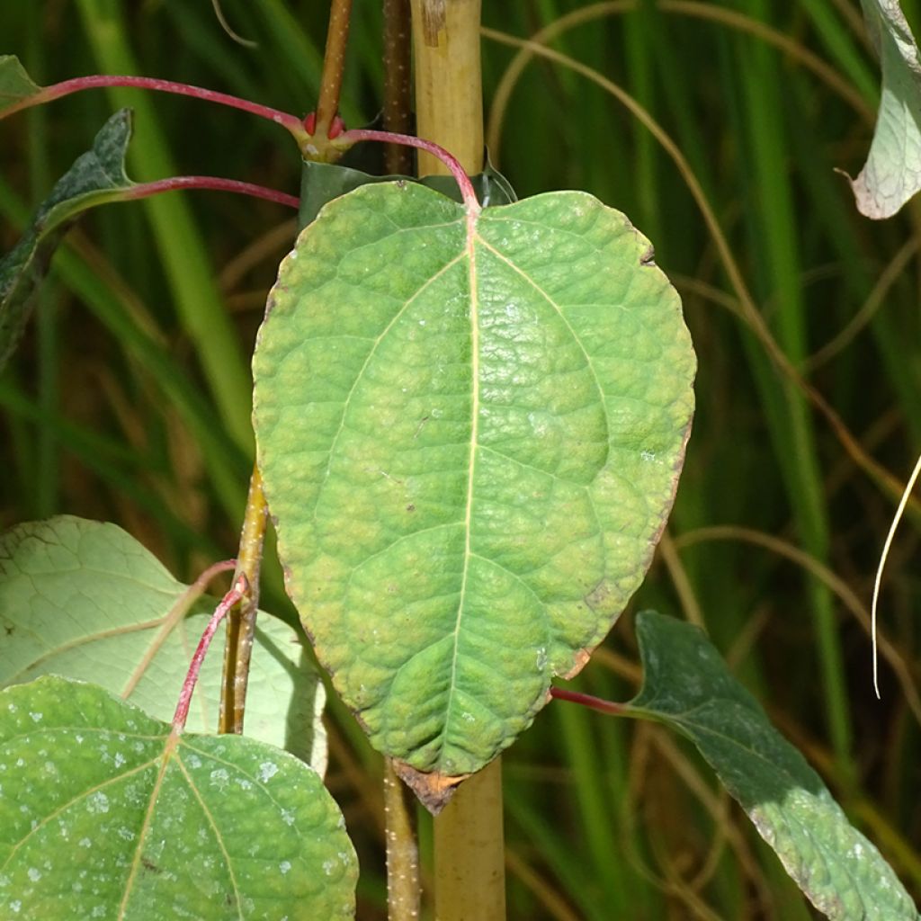 Cercidiphyllum japonicum Glowball - Arbre à caramel 