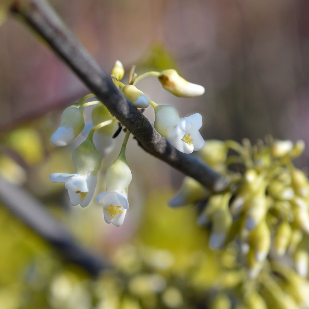 Redbud del este Texas White - Cercis canadensis