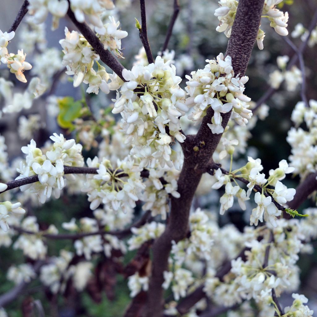 Redbud del este Texas White - Cercis canadensis