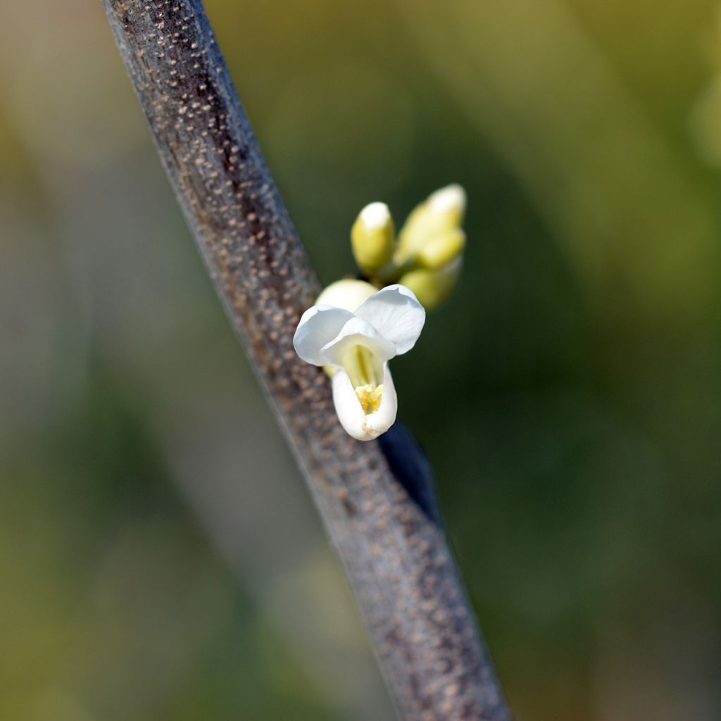 Redbud del este Texas White - Cercis canadensis