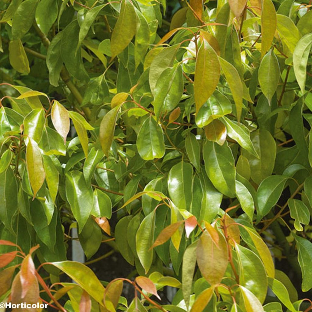 Cinnamomum camphora - Alcanforero