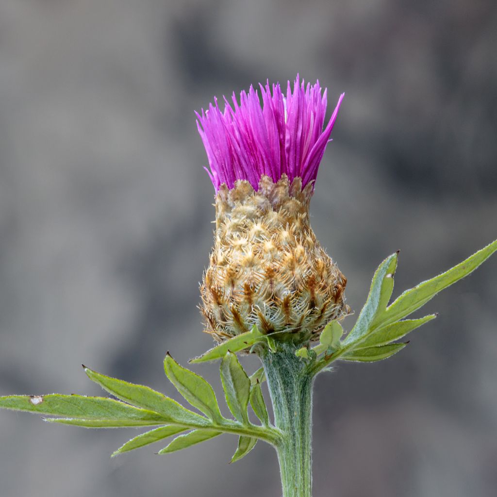 Cirsium rivulare Trevors Blue Wonder - Cardo