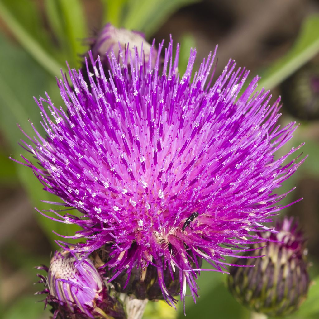 Cirsium rivulare Trevors Blue Wonder - Cardo