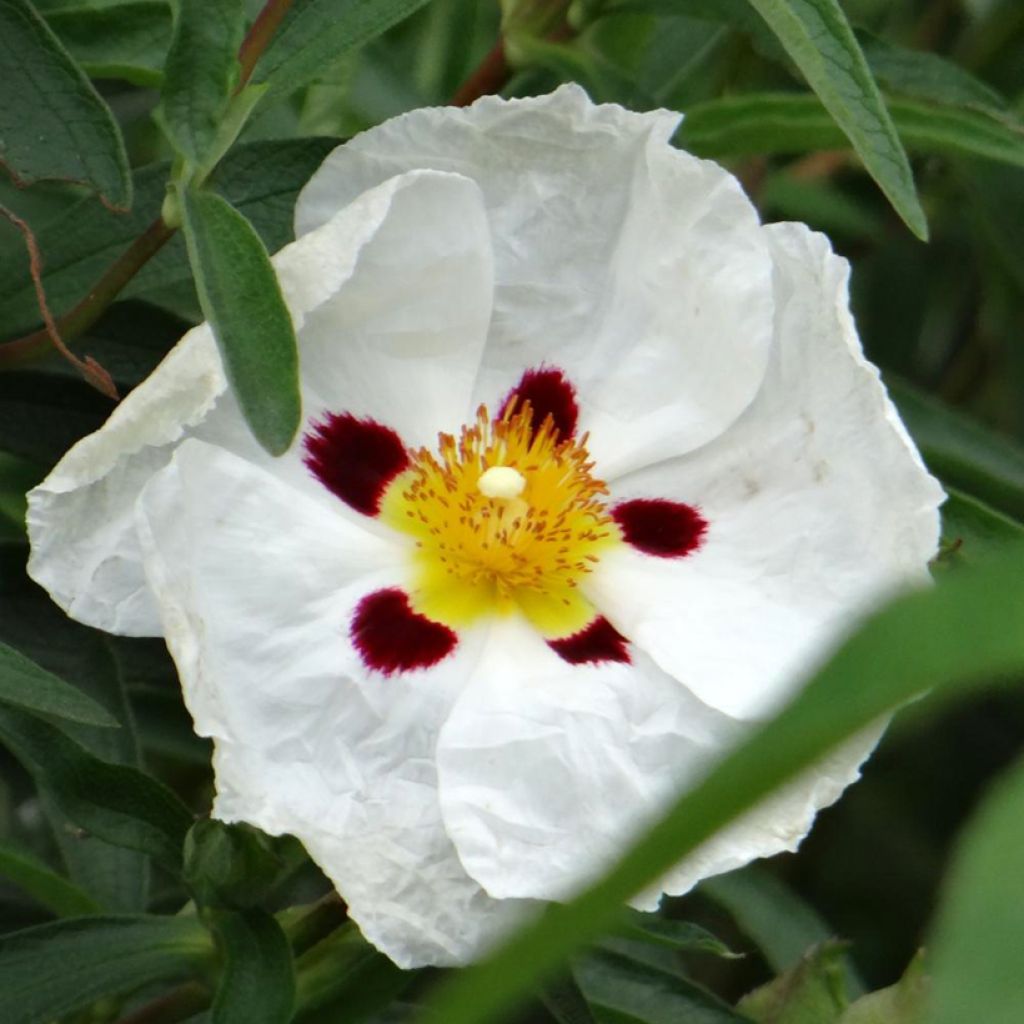 Jara - Cistus aguilarii Maculatus