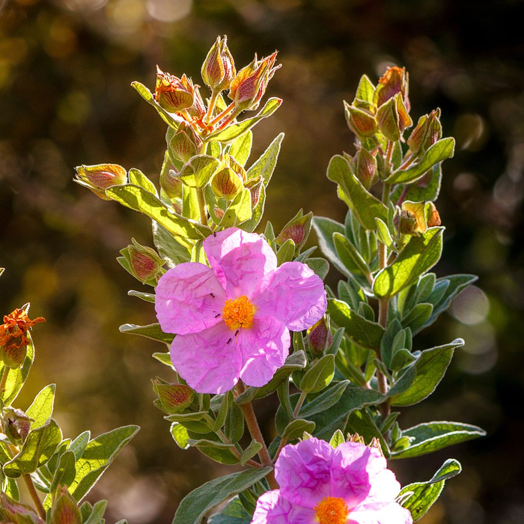 Jara blanca - Cistus albidus