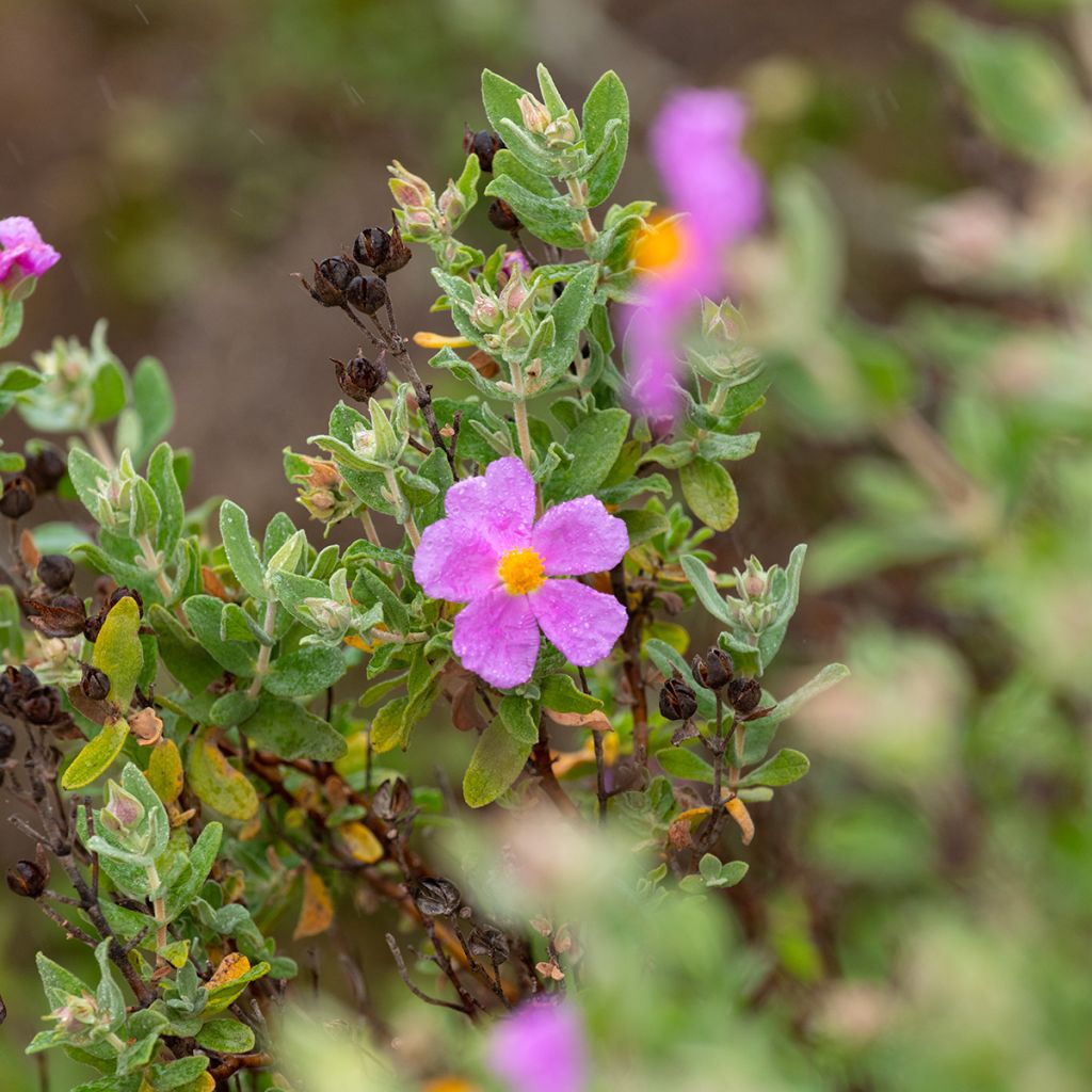 Jara blanca - Cistus albidus