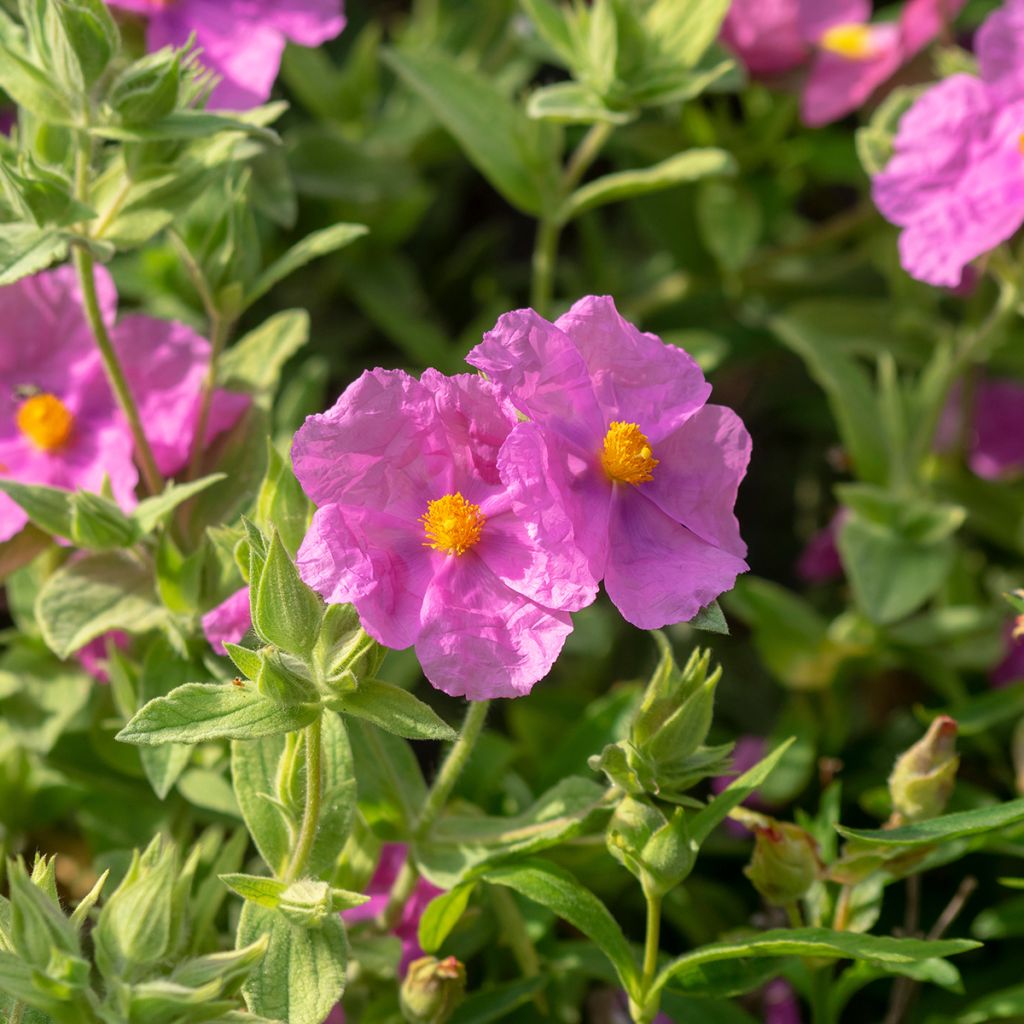 Jara blanca - Cistus albidus