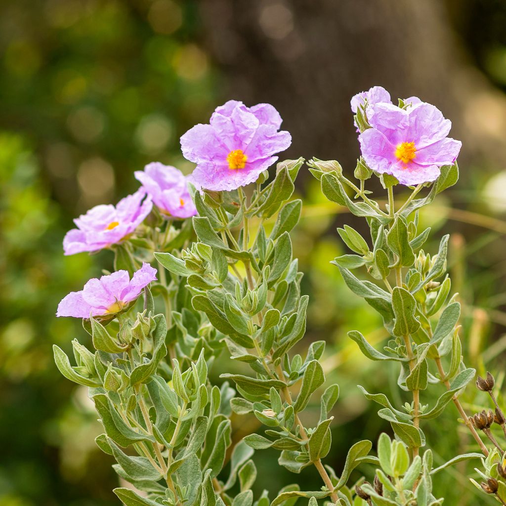 Jara blanca - Cistus albidus