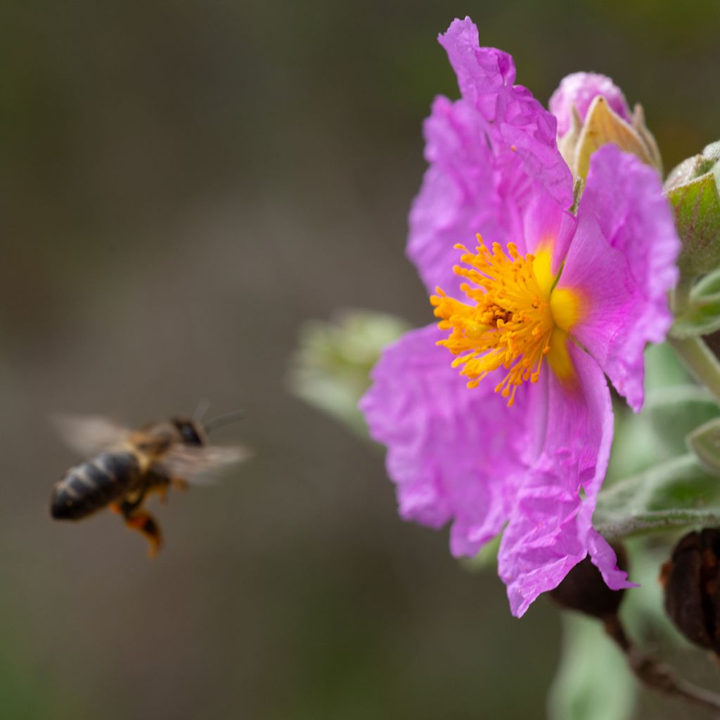 Jara blanca - Cistus albidus