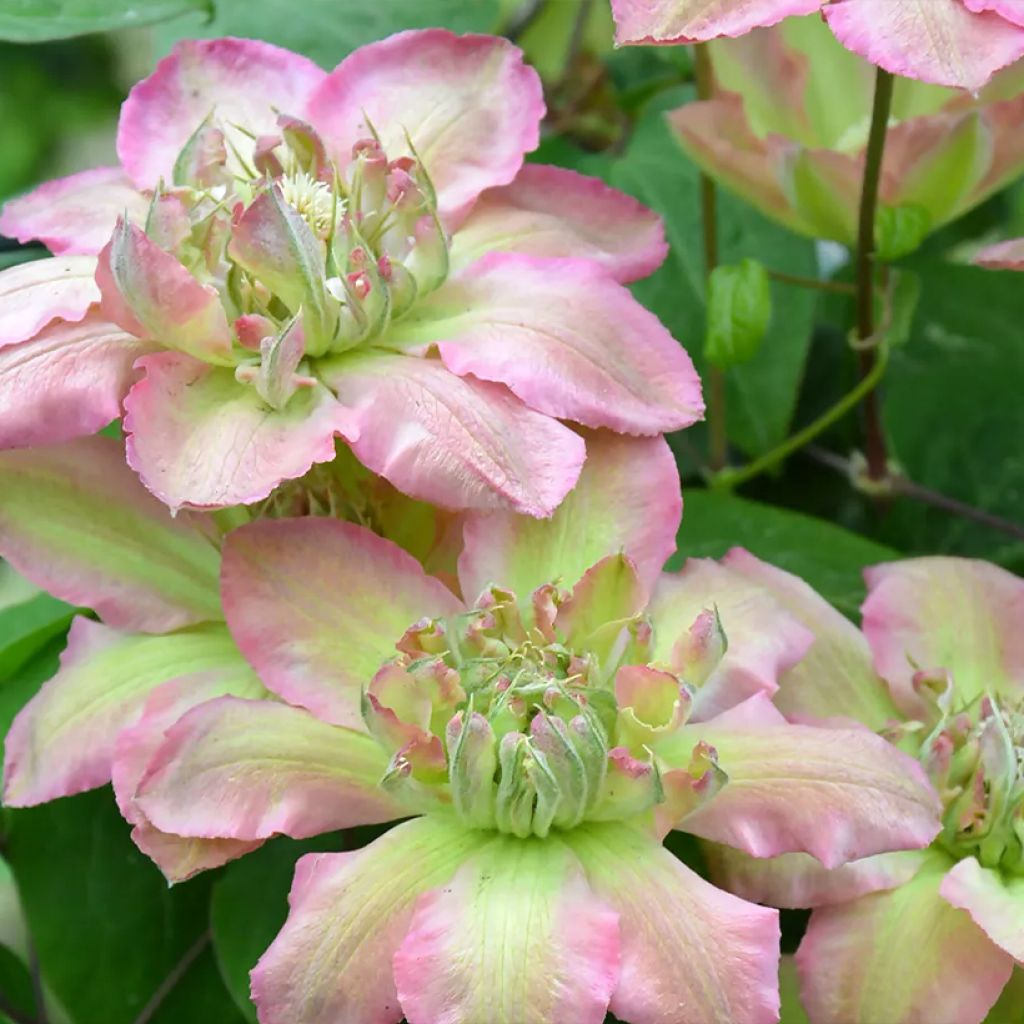 Clematis Pistachio Cake