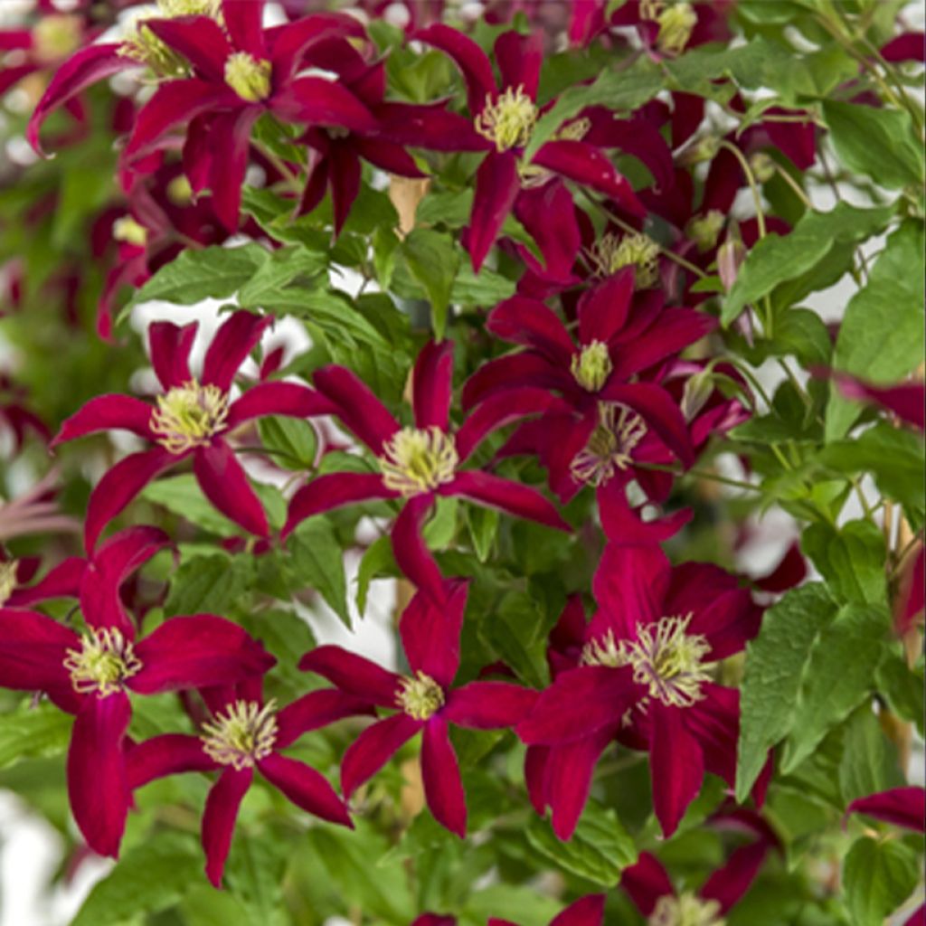 Clematis viticella Glorious Red