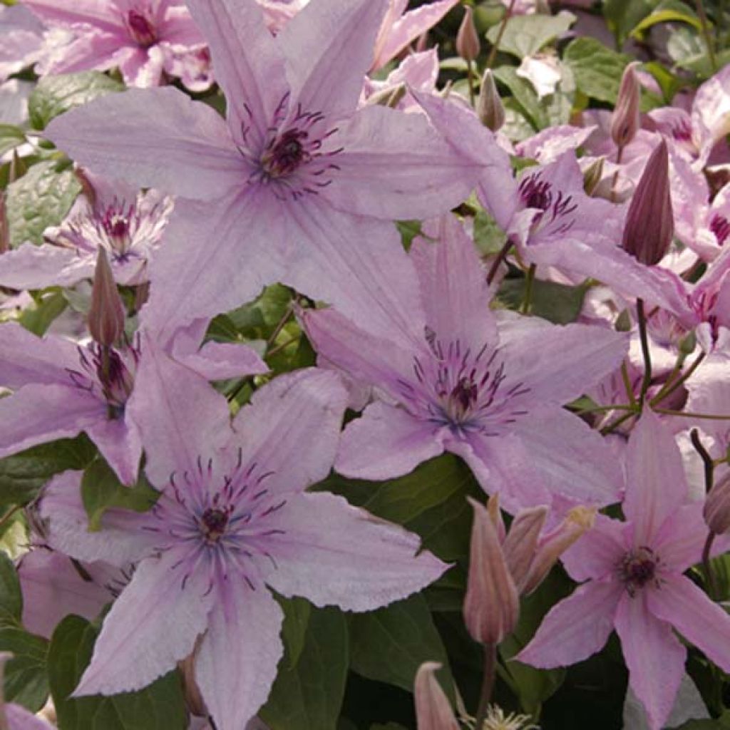 Clematis Hagley hybride