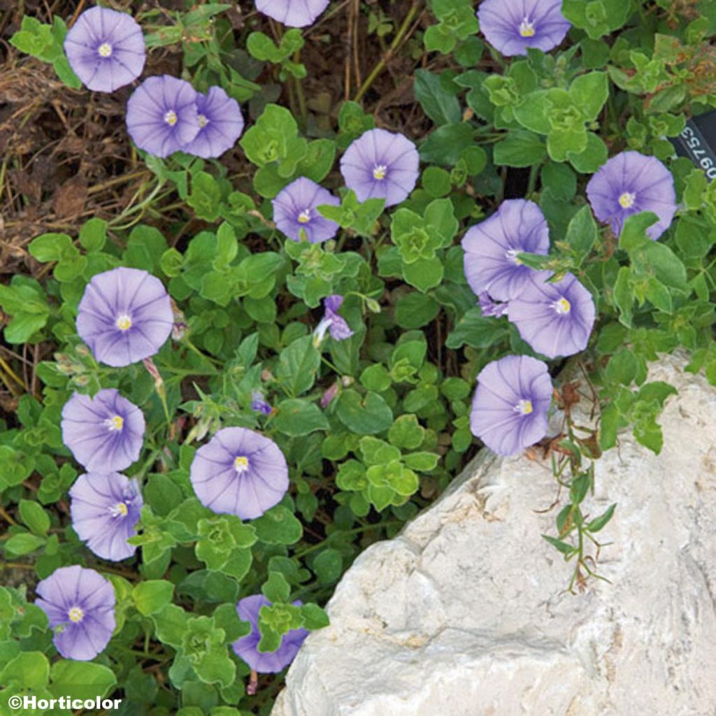 Convolvulus sabatius - Campanilla azul