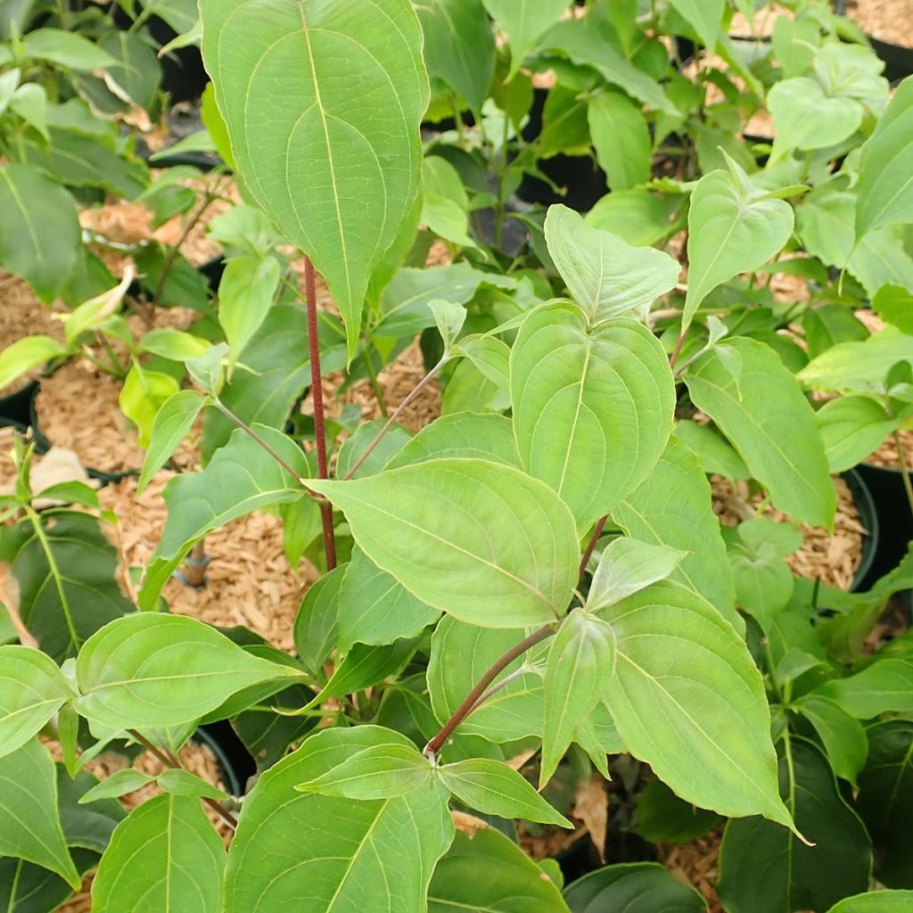 Cornus kousa Big Apple