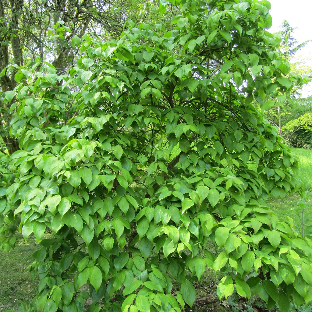 Cornus kousa Weaver's Weeping