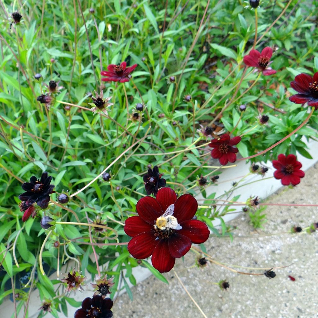 Cosmos atrosanguineus Black Magic - Cosmos chocolat