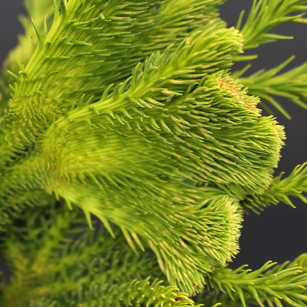 Sugi Tomahawk - Cryptomeria japonica