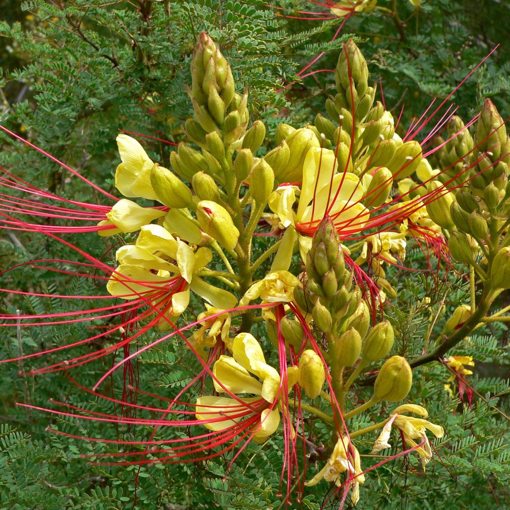 Caesalpinia (Poinciana) gillesii - Oiseau de paradis jaune.