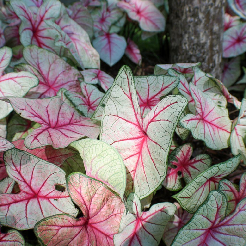 Caladium Fantasy