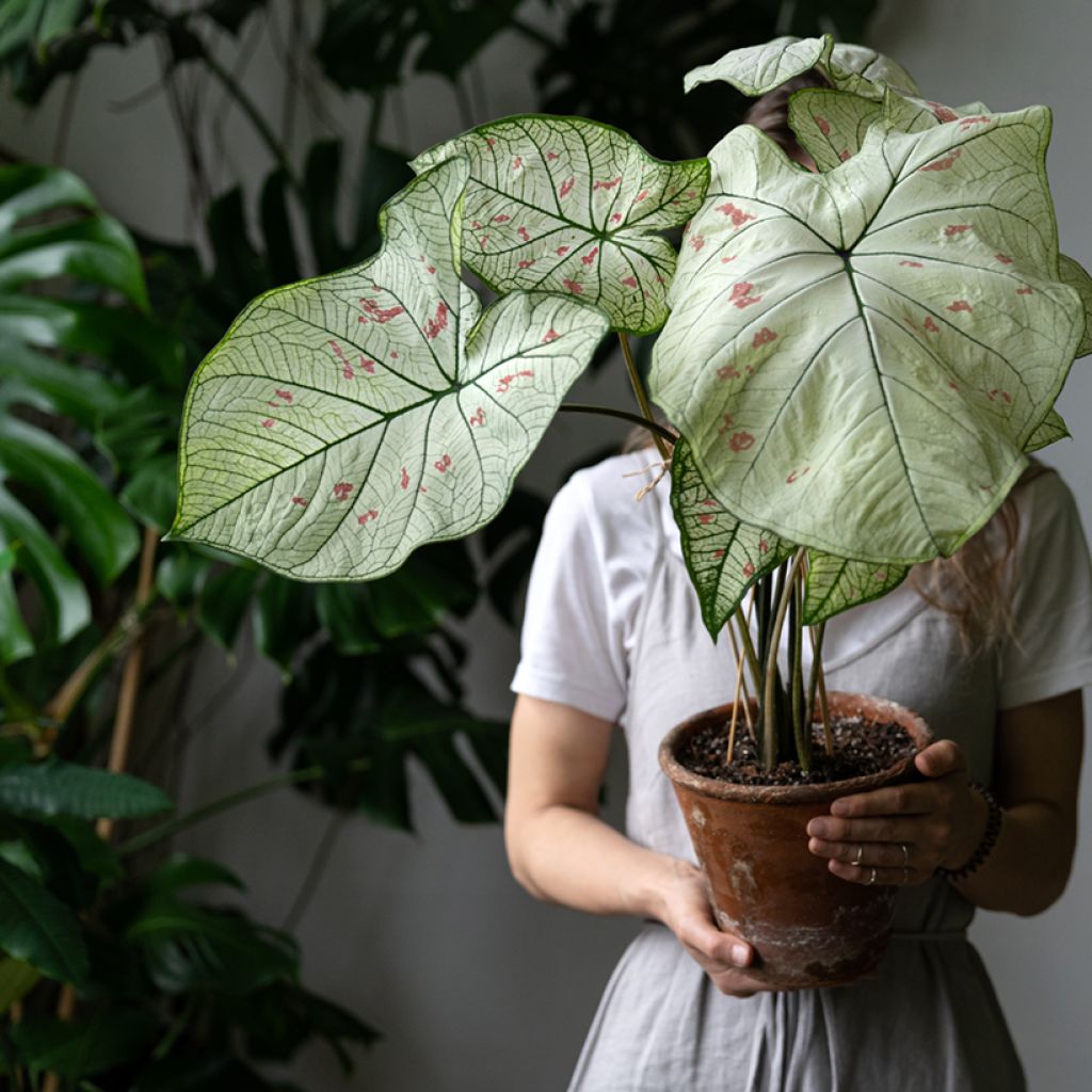 Caladium Strawberry Star