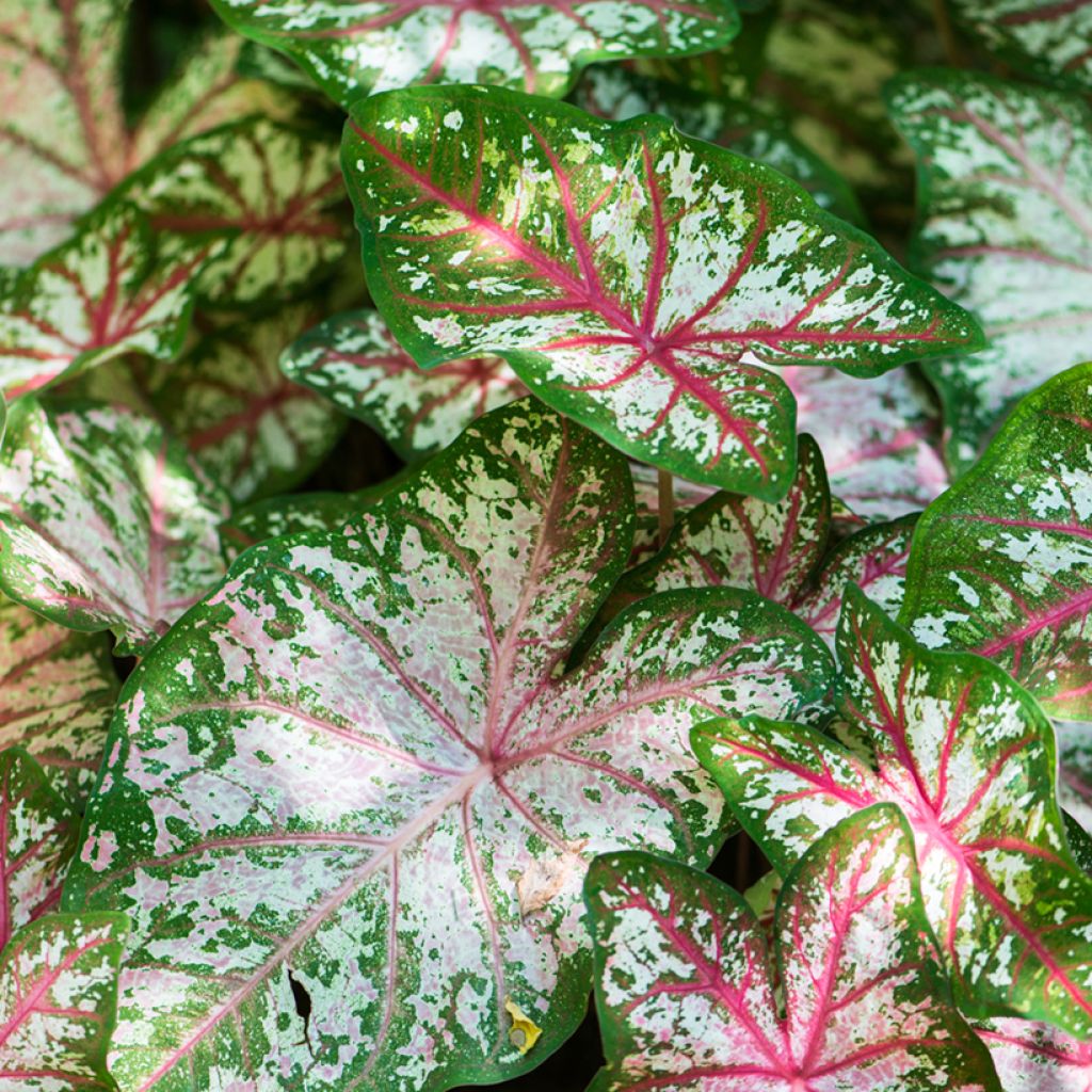 Caladium Tapestry