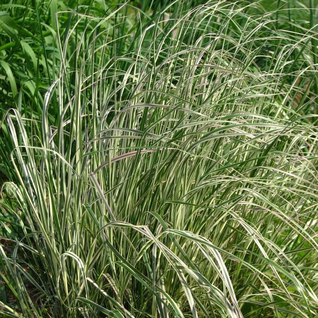 Calamagrostis acutiflora Overdam