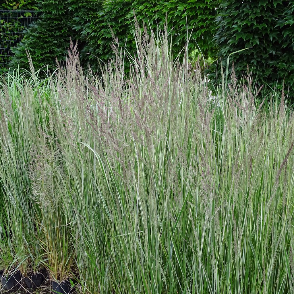 Calamagrostis acutiflora Overdam