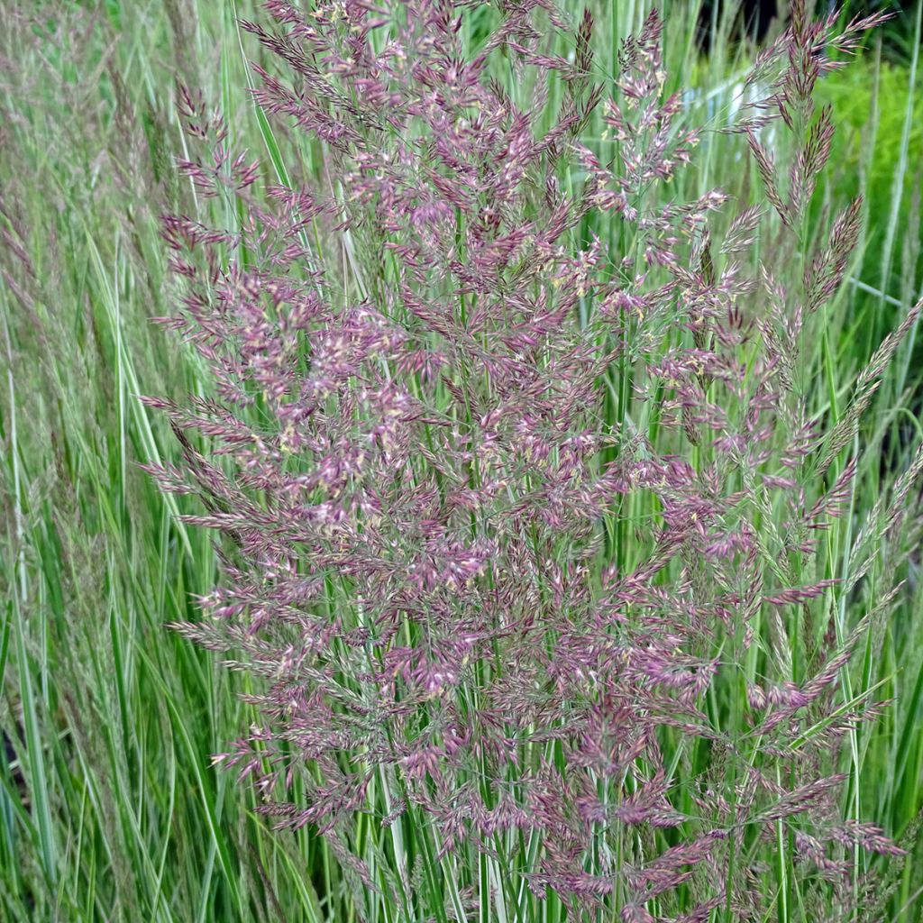 Calamagrostis acutiflora Overdam