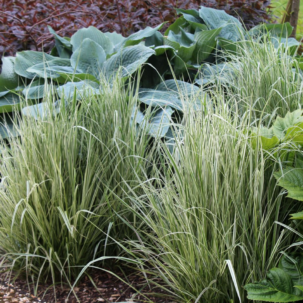 Calamagrostis acutiflora Overdam