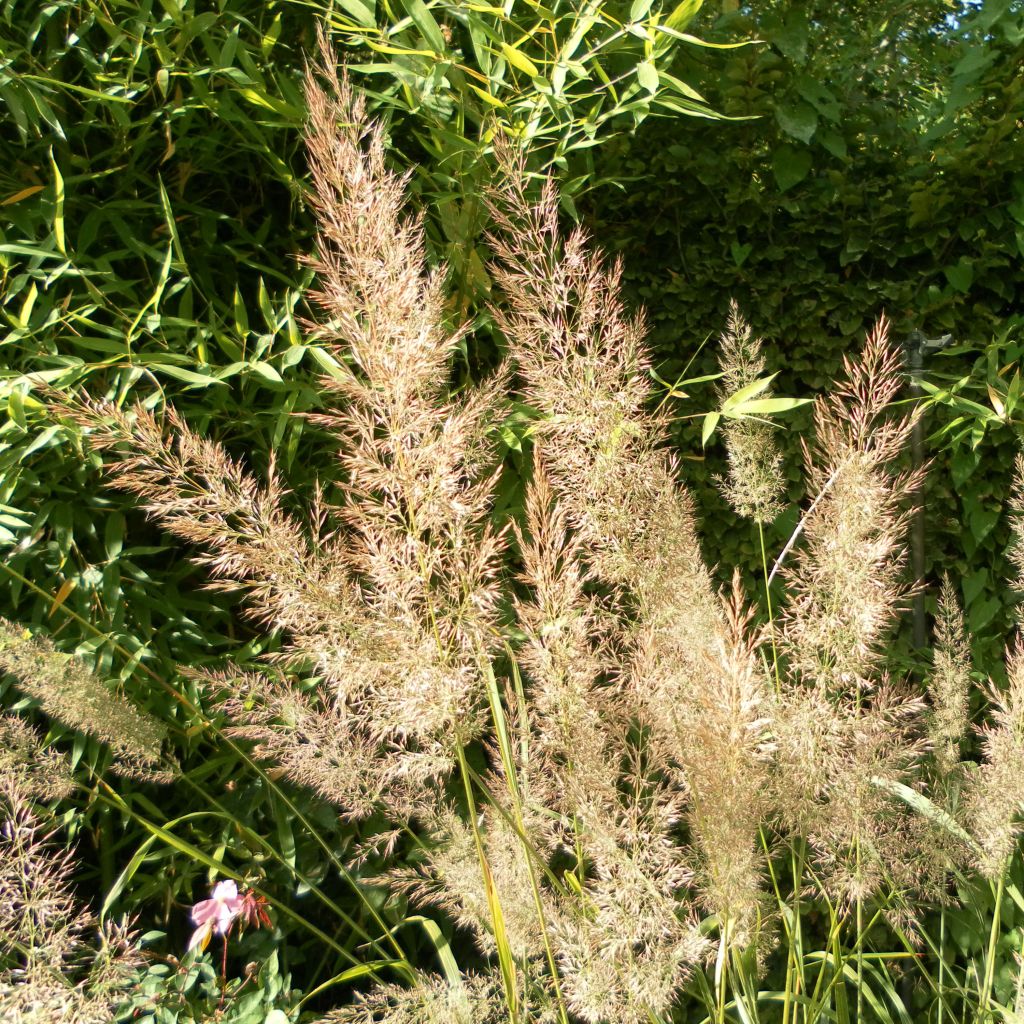 Calamagrostis brachytricha - Herbe aux diamants