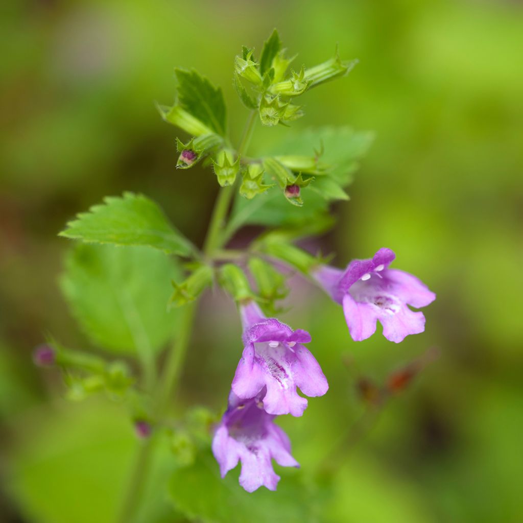 Calaminta - Calamintha grandiflora